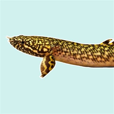 Bichir Care Guide: Feeding, Breeding, Tank Mates &  .